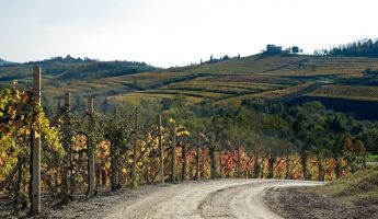 Bild von Gruppo Vinicolo Fantinel, Tauriano di Spilimbergo